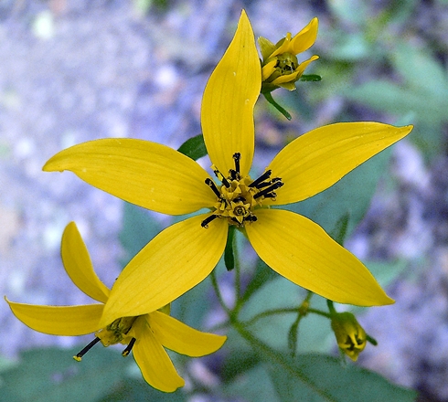 {Coreopsis latifolia}
